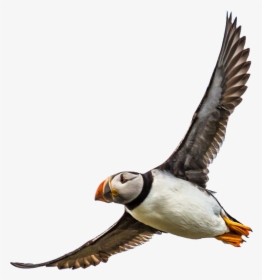 Transparent Puffin Png - Atlantic Puffin, Png Download, Free Download