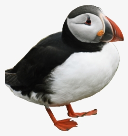 #puffin #penguin #bird #iceland #cute #freetoedit - Atlantic Puffin, HD Png Download, Free Download