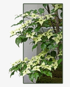 Dogwood, HD Png Download, Free Download