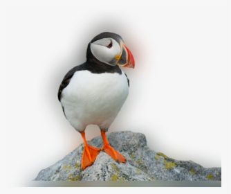 Atlantic Puffin, HD Png Download, Free Download