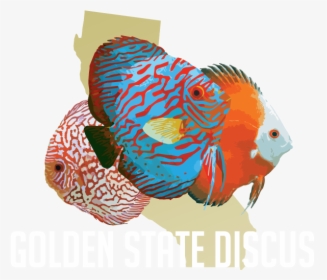 Golden State Discus - Aquarium, HD Png Download, Free Download