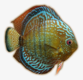 Discusalenquer Jimmyzhoopz - Coral Reef Fish, HD Png Download, Free Download