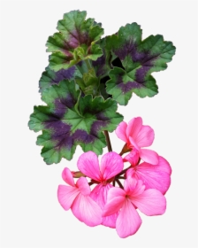 Flower, Pink, Geranium, Plant, Cut Out, Isolated - Geranio Fiori Png, Transparent Png, Free Download
