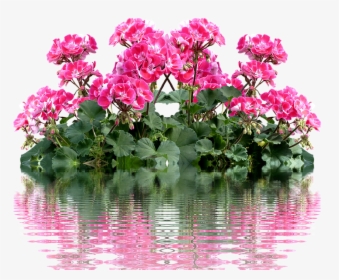 Geranium, Balkonblumen, Summer, Balcony Plant, Flower - Geraniums Png, Transparent Png, Free Download