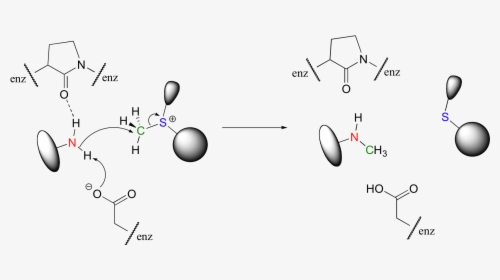 Transparent Enzyme Png - Hydrogen Bonds In Enzyme Catalysis, Png Download, Free Download
