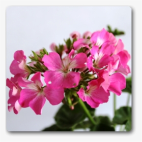 Peruvian Lily, HD Png Download, Free Download