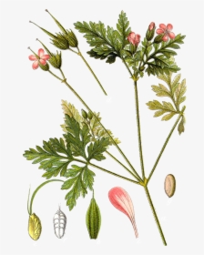 Géranium Robertianum, HD Png Download, Free Download
