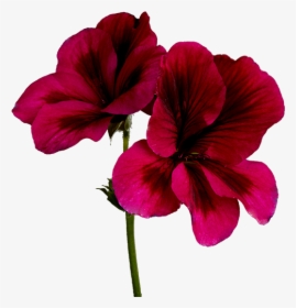 Hawaiian Hibiscus, HD Png Download, Free Download