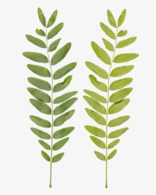 Transparent Crape Myrtle Png - Fern, Png Download, Free Download