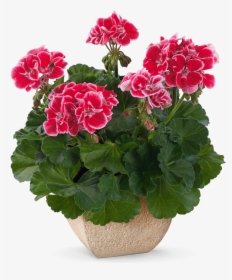 Geraniums Flower In Spanish, HD Png Download, Free Download