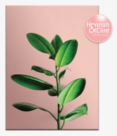 Peachy - Tea Plant, HD Png Download, Free Download