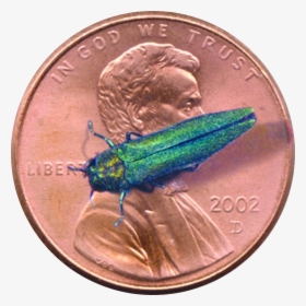 Emerald Ash Borer, HD Png Download, Free Download