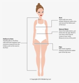Perfect Female Figure - Cartoon, HD Png Download, Free Download