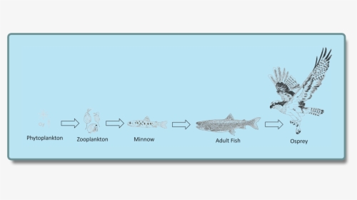 Simple Lake Food Chain, HD Png Download, Free Download