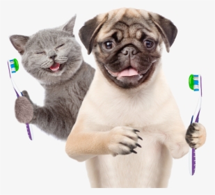 Dog And Cat Teeth, HD Png Download, Free Download