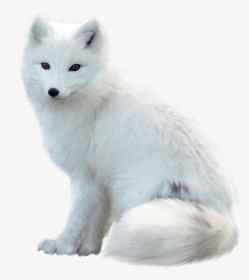 White Fox Png Pic - Arctic Fox White Background, Transparent Png, Free Download