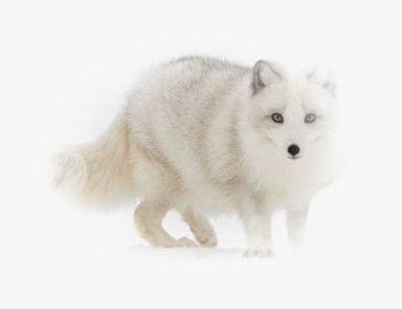White Fox Png Image - Arctic Fox, Transparent Png, Free Download