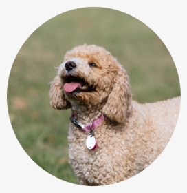 Dog Teeth Png, Transparent Png, Free Download