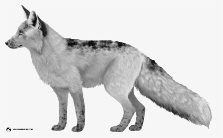 Domesticated Silver Fox Drawing, HD Png Download, Free Download