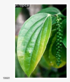 Pepper Plant Png -herbs Black Pepper 20 Seeds, Lat - Piper Nigrum, Transparent Png, Free Download