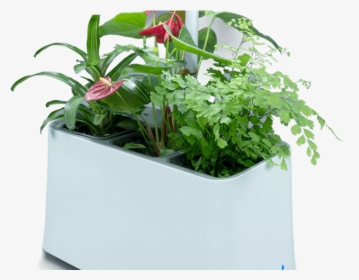 Plant-based Air Purifier, More Than Just Indoor Plants - Flowerpot, HD Png Download, Free Download