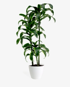 House Plant Transparent, HD Png Download, Free Download