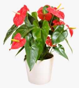Anthurium Red - Anthurium Flower Plant Png, Transparent Png, Free Download