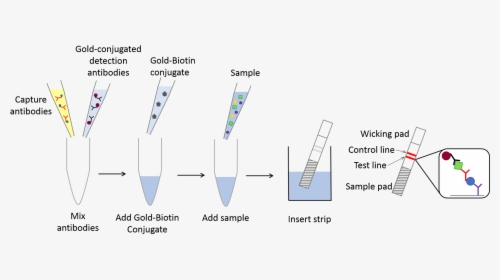 Lateral Flow Assay Kit, HD Png Download, Free Download