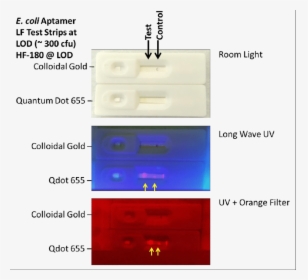Quantum Dot Lateral Flow, HD Png Download, Free Download