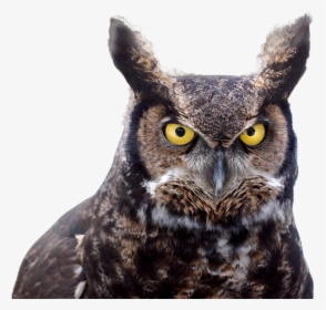 Great Horned Owl - Birds Hear, HD Png Download, Free Download