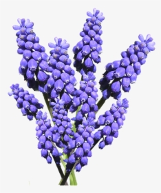 Hyacinth Bluebonnet Clipart - Transparent Background Hyacinth, HD Png Download, Free Download