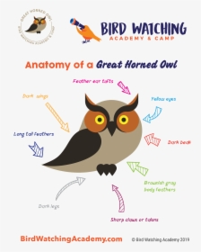 Bird Anatomy For Kids, HD Png Download, Free Download