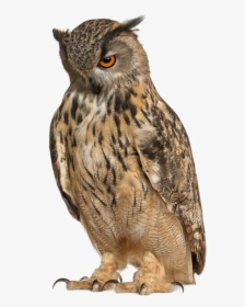 Owl Free Png Image - Eurasian Eagle Owl Png, Transparent Png, Free Download
