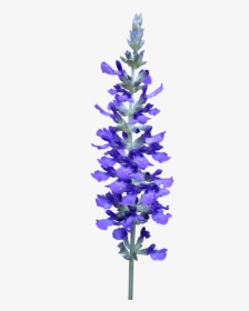 Flower, Blue, Stem, Plant, Garden Cut Out,free Pictures, - Bluebonnet, HD Png Download, Free Download