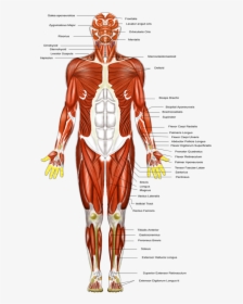 Picture - Muscular System Diagram, HD Png Download, Free Download
