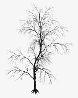 Black And White Twig Aesthetics Image Drawing - Aesthetic Tree Png, Transparent Png, Free Download