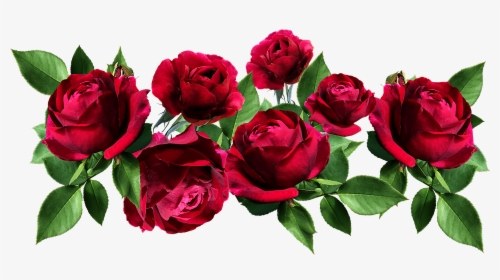 Roses, Flowers, Red, Romantic, Garden, Perfume, Cut - T-shirt, HD Png Download, Free Download