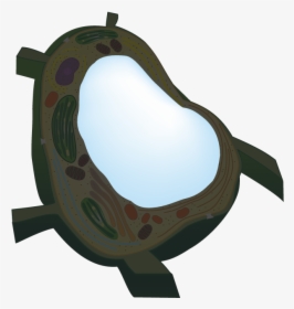 Clip Art,marine Mammal - Central Vacuole Png, Transparent Png, Free Download
