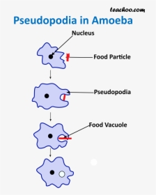 Transparent Vacuole Png - Shape Of Amoeba Cell, Png Download, Free Download