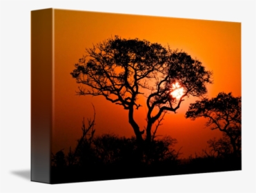 Clip Art African Tree Sunset - Silhouette, HD Png Download, Free Download