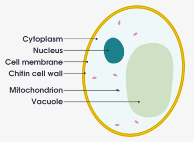 Labelled Diagram Of A Yeast Cell, HD Png Download, Free Download