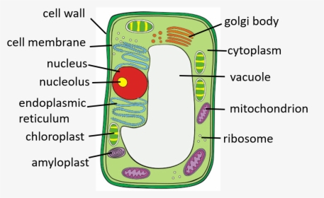 Transparent Chloroplast Png - Plant Cells Mitochondria, Png Download, Free Download