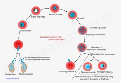 Transparent Vacuole Png - Erythrocytic Cycle Of Malaria, Png Download, Free Download