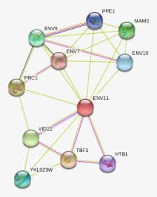Env11 Protein - Circle, HD Png Download, Free Download