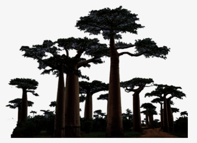 Avenue Of The Baobabs, HD Png Download, Free Download