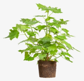 African Hemp - Flowerpot, HD Png Download, Free Download