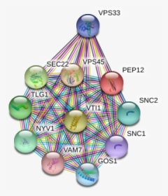 Pep12 Protein - Circle, HD Png Download, Free Download