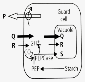 Diagram, HD Png Download, Free Download