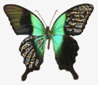 Papilio Machaon, HD Png Download, Free Download