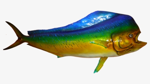 Wrasses, HD Png Download, Free Download